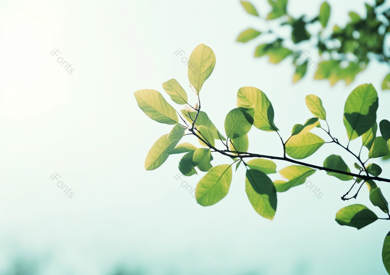 实拍绿色小清新树叶叶子背景,高清,摄影图,摄影图片,图片大全,摄影图免费下载